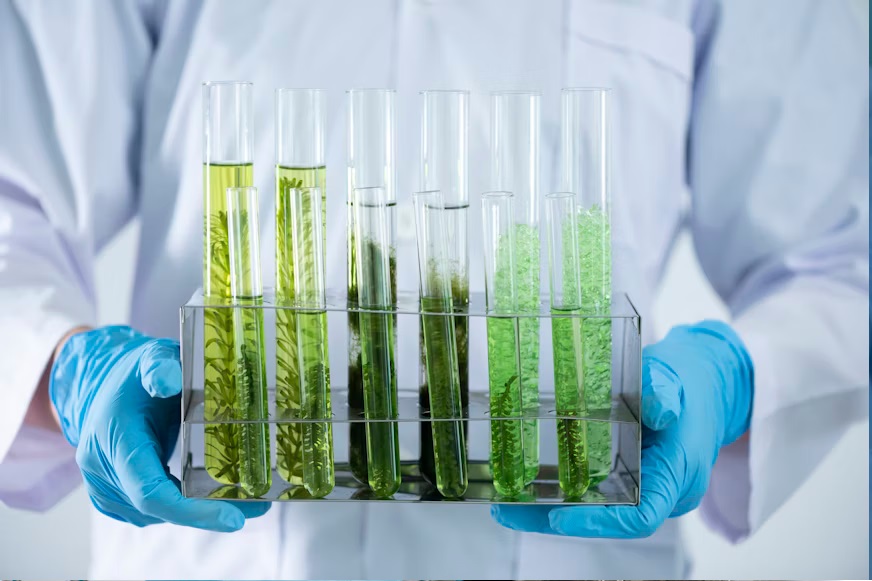 Nutrient-Dense Moringa Leaf Powder