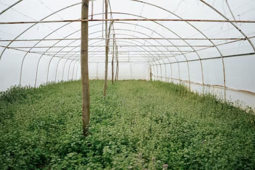 Sustainable farming practices for herbs